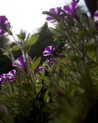 Striped Petunia (blurred)