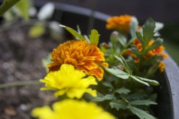 Marigolds