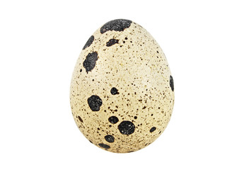 One quail egg isolated on a white background