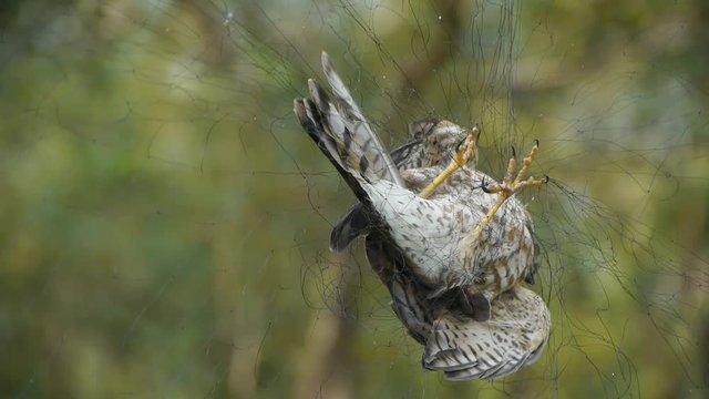 Bird trapped in net,struggling to die in green forest like fail loser.Shaking leaves of tree canopy in wind.destruction of ecological balance.