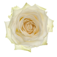 White rose isolated