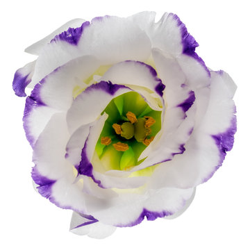 Eustoma Bilder Durchsuchen 43,543 Archivfotos, und