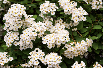 Bush blooming white flowers.