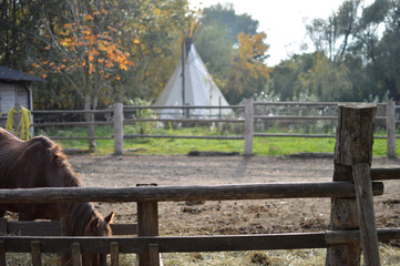 Pferd Pferde Idyll  © Florian