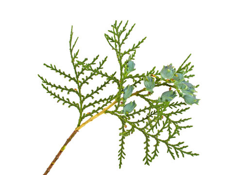 Twig of thuja with green cones isolated on white background