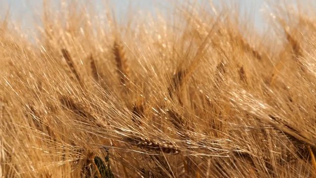 Epis d'orges sous brise l&eacute;gere 