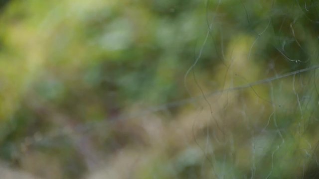 Bird trapped in net,struggling to die in green forest like fail loser.Shaking leaves of tree canopy in wind.destruction of ecological balance.