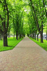 beautiful park with nice promenade path and big green trees
