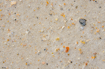 Tropical white beach sand with pieces of broken shells.  Abstract background or backdrop for graphic resource. 
