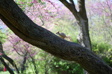 A squirrel runs on a tree