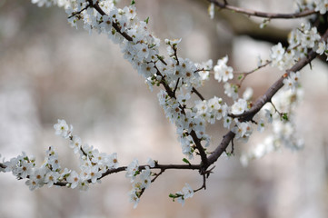 Blooming white tree