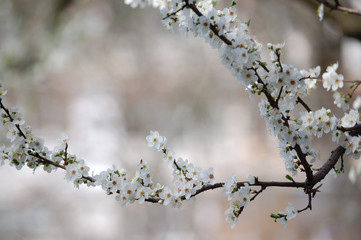 Blooming white tree
