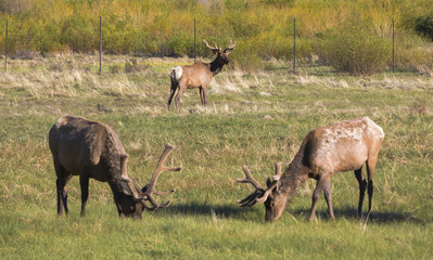 Naklejka na ściany i meble Elk at Rocky Mountain National Park