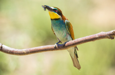 Abejaruco