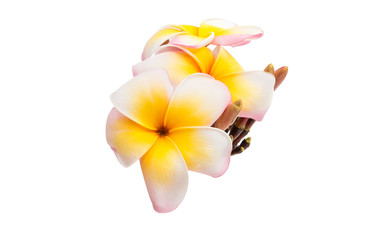 frangipani flower isolated