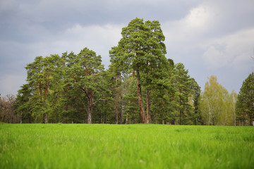 Beautiful green forest, landscape, natural background
