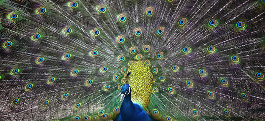 Pfau © Tom Bayer