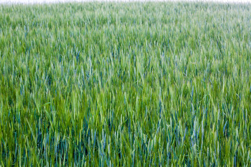 wheat field