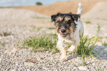 Hund rennt in den Abendstunden über Kies und Steine -  rauhaariger tricolor Jack Russell Terrier 2 Jahre alt