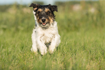Hund rennt über eine grüne Wiese - tricolor Jack Russell Terrier 2 Jahre alt