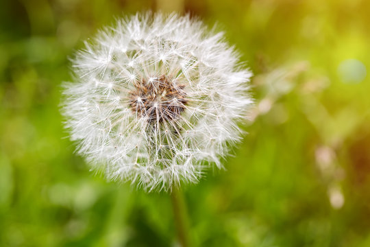 Close up of white dandelion flower with green background and sun light