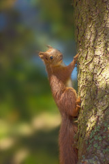 Squirrel on a tree in forest.