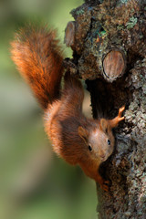 squirrel in a tree looking into the camera - obrazy, fototapety, plakaty
