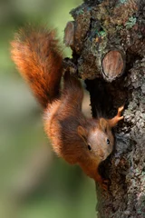 Papier Peint photo Autocollant Écureuil squirrel in a tree looking into the camera