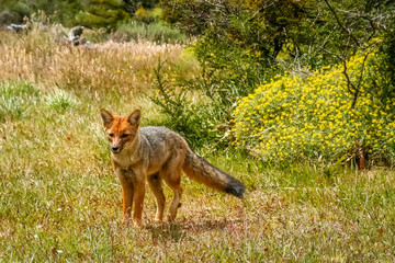 Patagonian fox in the grass