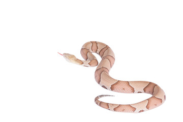 Copperhead Agkistrodon contortrix isolated