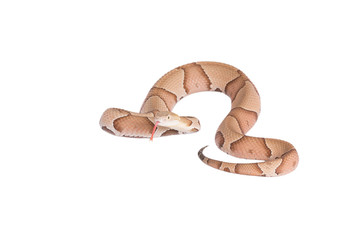 Copperhead Agkistrodon contortrix isolated