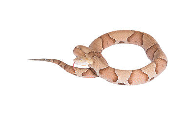 Copperhead Agkistrodon contortrix isolated