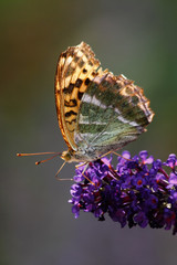 butterfly Vanessa cardui
