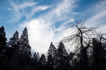 Photo of conifers and leafless trees against blue sky