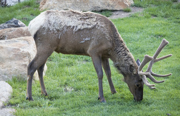 Naklejka premium Elk at Rocky Mountain National Park