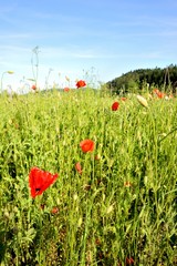 Poppy field with red poppies ripening macaws and blue sky