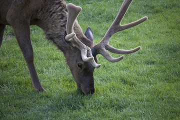 Elk at Rocky Mountain National Park