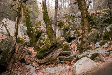 Photo of forest floor covered in autumn leaves, Yosemite National Park, California, CA