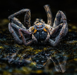 Wolf Spider 