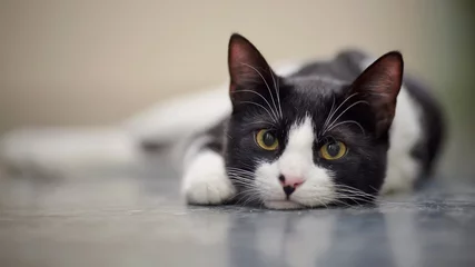 Foto op Plexiglas Kat Portret van een trieste kat zwart-witte kleur