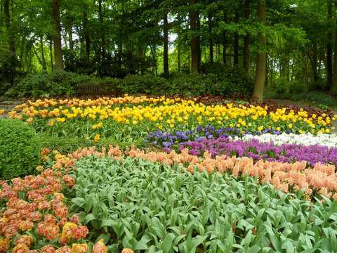Multi-color Blooming Flowers Carpet, Keukenhof Garden, The Netherlands 