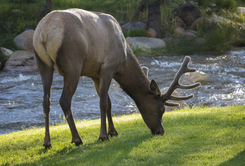 Elk at Rocky Mountain National Park