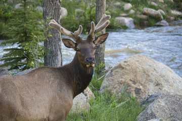 Surprised elk at Rocky Mountain National Park