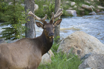 Naklejka na ściany i meble Surprised elk at Rocky Mountain National Park