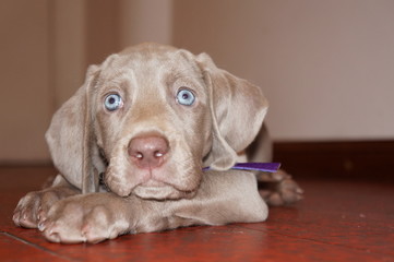 dulce perro cachorro de raza Weimaraner