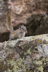 Chipmunk at Rocky Mountain National Park