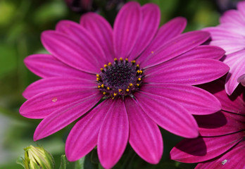 Kapkörbchen, Osteospermum