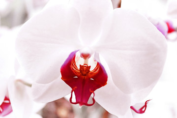 White Orchid`s Flowers