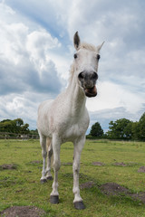 Grey New Forest Pony looking down at camera in field with clouds in sky