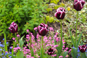 Flores moradas
